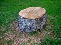 How Our Tree Care Process Works  in  Geistown, PA