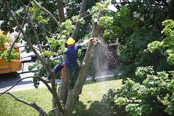 Reliable Geistown, PA Tree Care Solutions